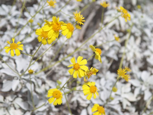 Brittlebush is the most abundant wildflower at the
