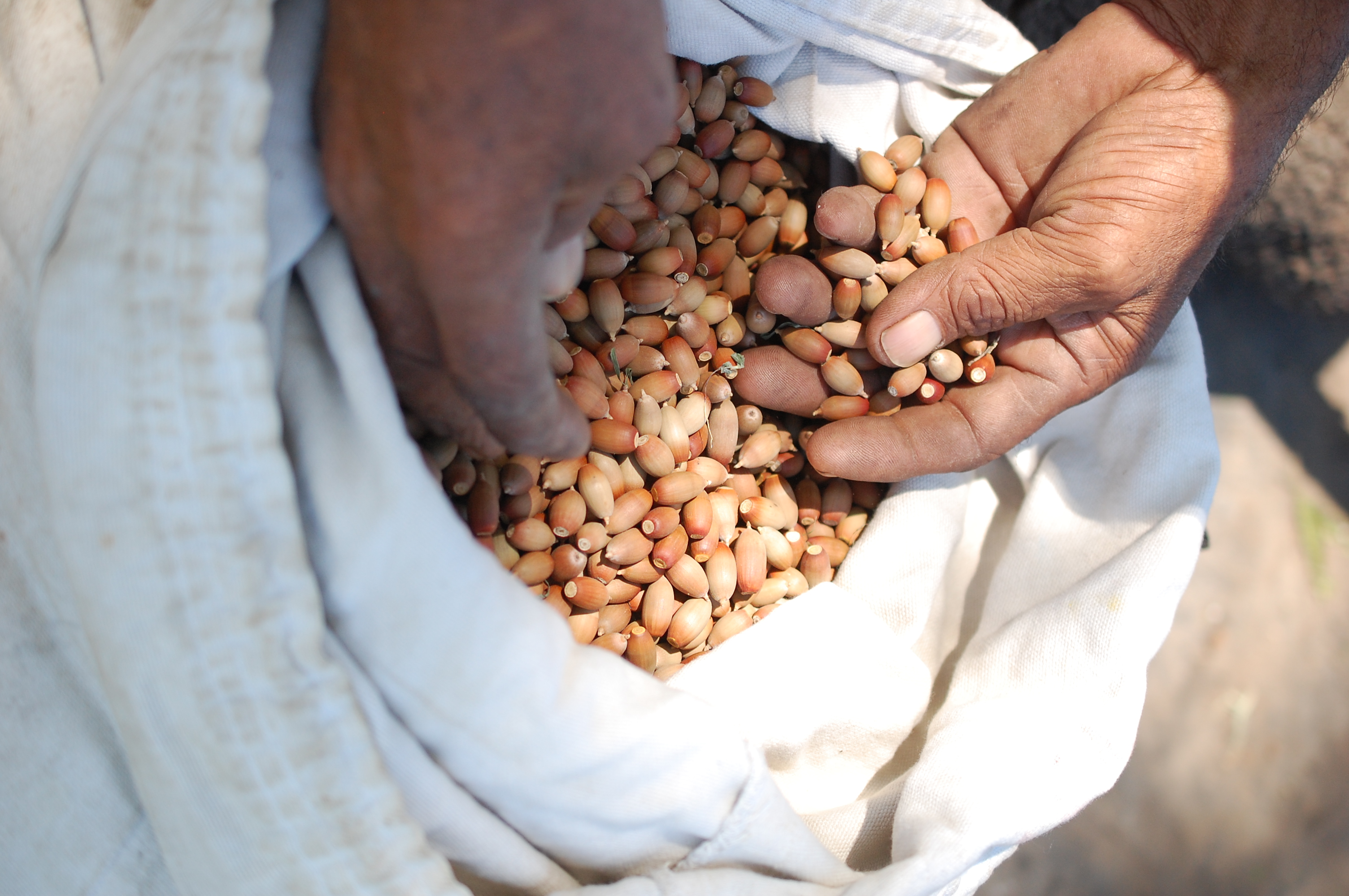 A days foraging for acorns produces results. Two gallons of usable acorns in the shell yield about one gallon of nutmeats. (Courtesy Desert Tortoise Botanicals)