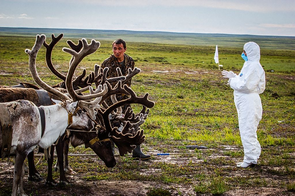 A veterinarian takes a health checkup of deers outside Yar-Sale town at Yamal Peninsula in the far north of Russia, following a recent anthrax outbreak