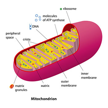 Mitochondria Cell Phones Impact