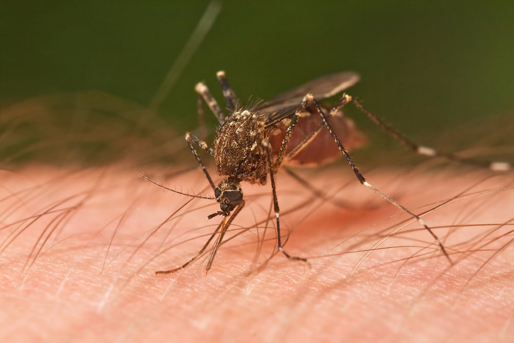 A protein called PD-L2 could help stimulate a person's own immune system to fight malaria