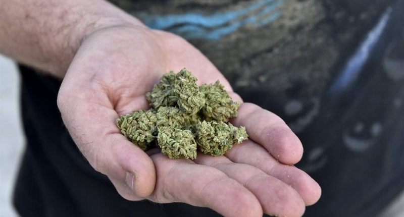 Holding marijuana buds (AFP Photo/Yuri Cortez)