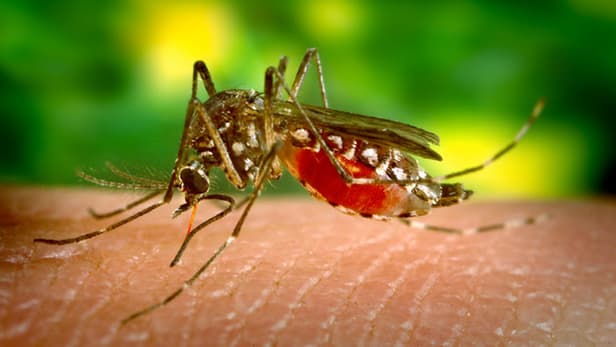 Genetics researchers have targeted the Aedes aegypti mosquito in a number of ways