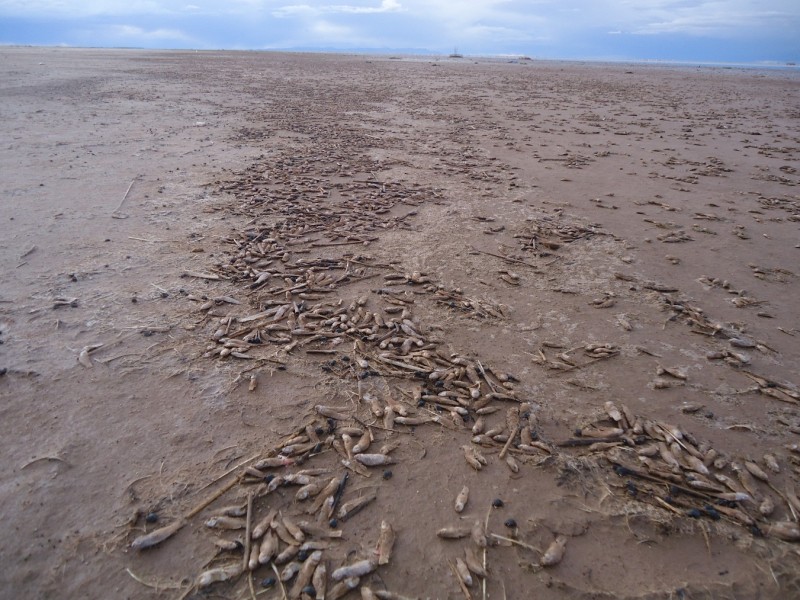 Millones de peces mueren en las orillas del Lago Poop�, Noviembre de 2014 (Ayllu Pumasara, ribera oriental del lago). Fuente: CEPA.
