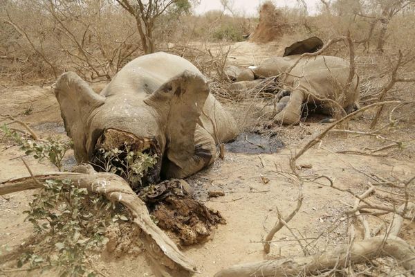 Mali's desert elephants face extinction in three yearsPhoto: Jaime Dias