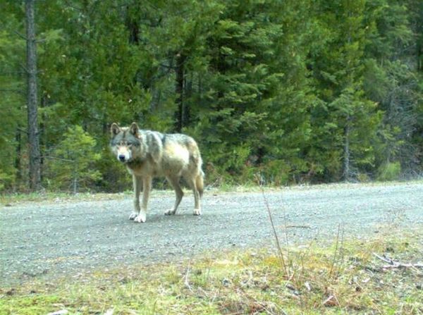 Environmental groups sue to stop federal killings of wolves in OregonPhoto: Oregon Fish & Wildlife/Handout via Reuters