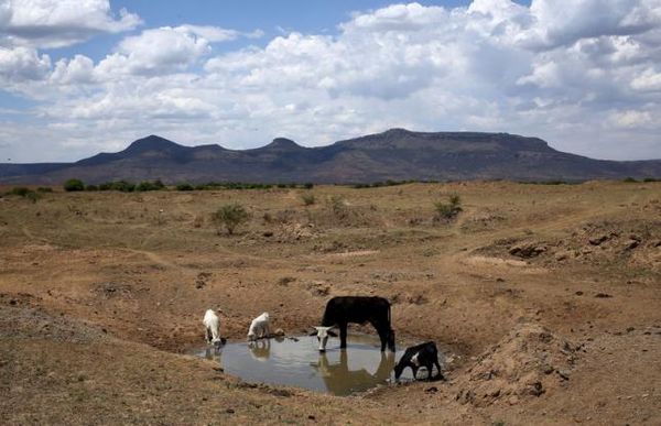 South Africa drought pushes 50,000 into poverty: World BankPhoto: Siphiwe Sibeko