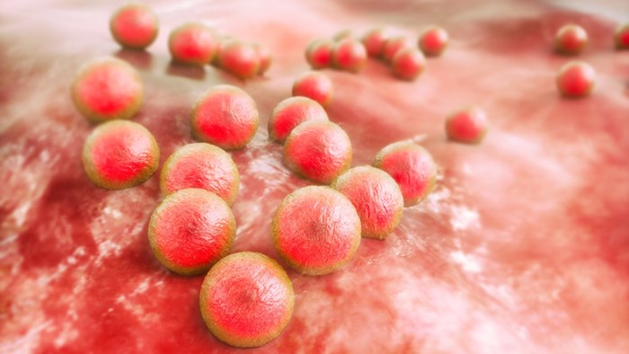 In testing, the Kisameet clay was able to kill of 16 dangerous bacteria, including MRSA (pictured)