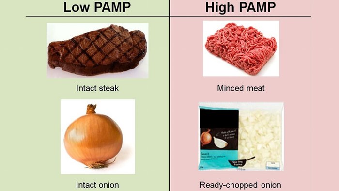 The harmful PAMP molecules were found to be common in processed foods, but undetectable in fresh ...