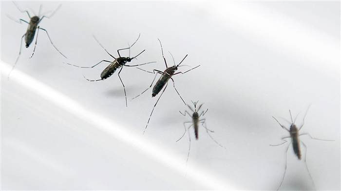 What You Are Not Being Told About The Zika Virus