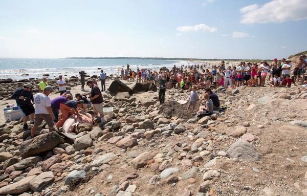 South Africa's great white sharks could die out: studyPhoto: Scott Eisen/Files