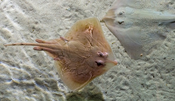 First Genetically Engineered BioHybrid Animal Successfully Created