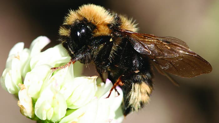 Bees look for flowers using their enhanced sense of smell, but air pollutants could be making ...