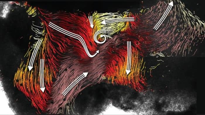 In this image of mouse tissue from the third ventricle, the colored lines represent cilia moving ...