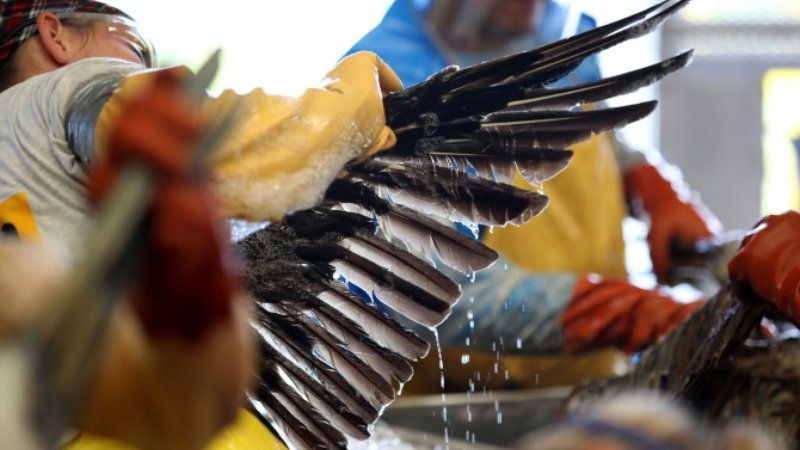 Oils spills are catastrophic for marine wildlife. And tragically, oil slicks calm water, which attracts seabirds since they prefer hunting in waveless water. 