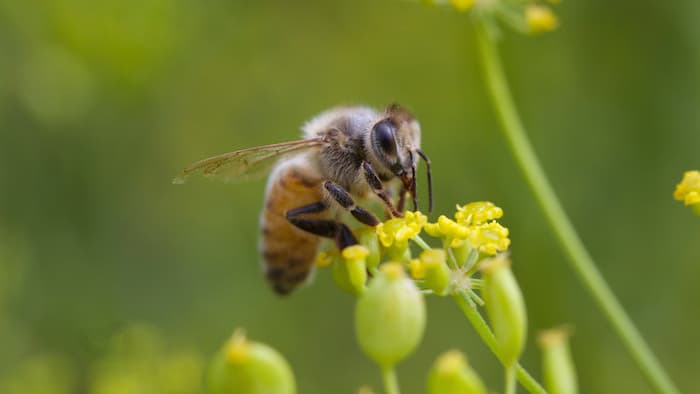 With honeybee populations dwindling worldwide, researchers have identified an emerging strain of virus as more deadly ...