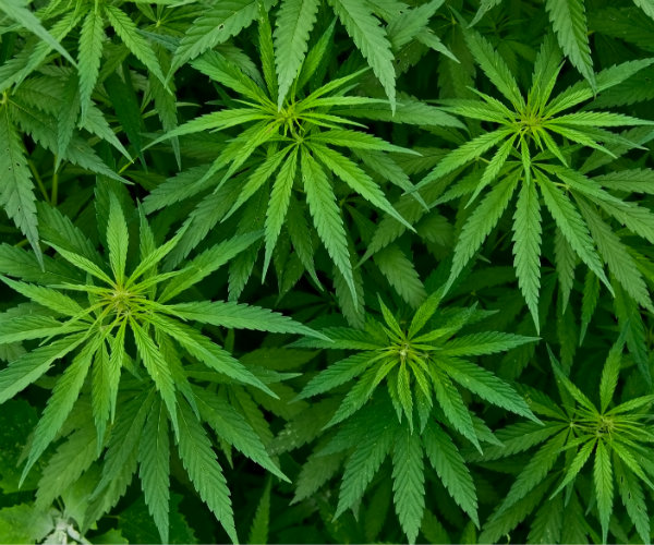 Image: Could Marijuana Hold Key to Alzheimer's Treatment?