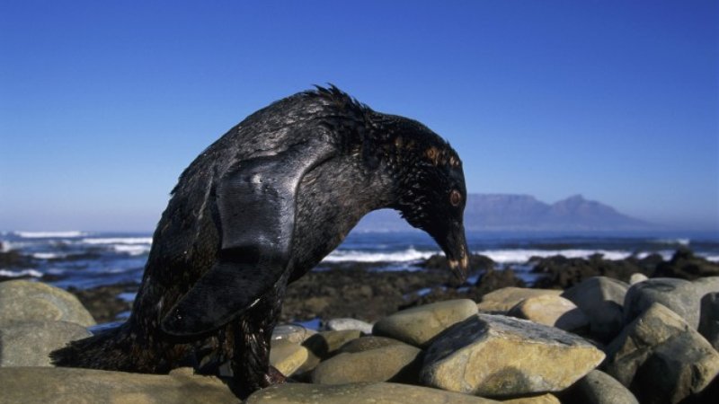 An oil spill in Cape Town�s Table Bay threatened 40 percent of an endangered species, the African penguin population that inhabits Robben and Dassen Islands. 