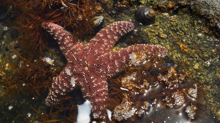 Normally, black turban snails (top) escape predation by sea stars by crawling out of tide pools