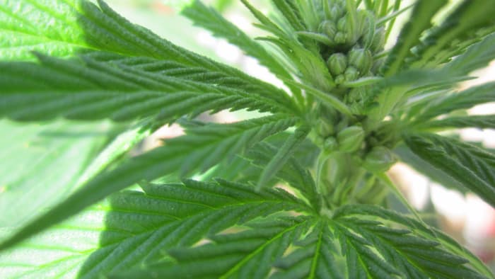 The idea that THC can put the brakes on amyloid beta proteins isn't entirely new