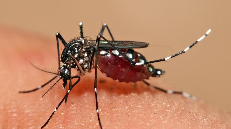 Aedes aegypti, the species of mosquito that transmits Zika and yellow fever, enjoying a blood meal.