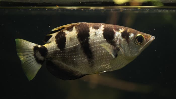 Researchers have found the archerfish is able to recognize human faces