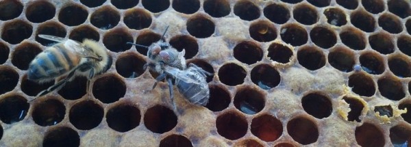 Bee carrying two Varroa mites at right, next to a healthy bee. Image via Bernardo D. Nio