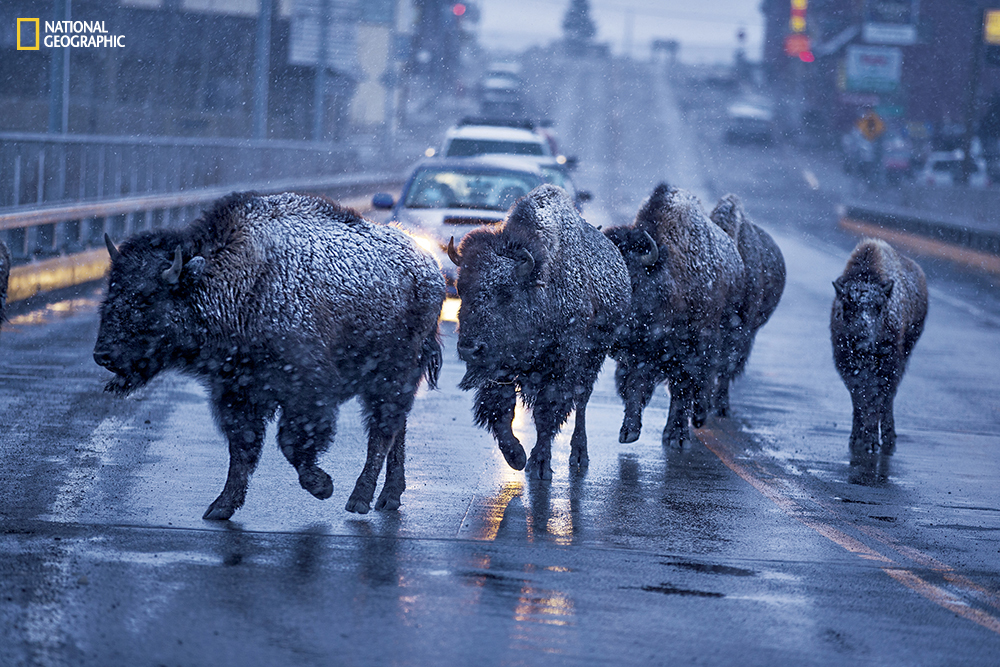 Yellowstone bison set the pace of traffic over the Highway 89 bridge in Gardiner, Montana, on the parks northern border. Winter pushes the bison out of the park to lower elevations in search of food, a migration that comes into conflict with agriculture and development. (Photo from the May 2016 issue of National Geographic magazine/Michael Nichols/National Geographic)