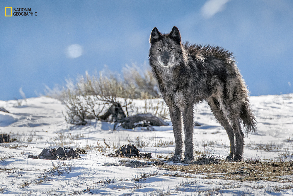A lone member of the Phantom Springs wolf pack stands tall in Grand Teton National Park. (Photo from the May 2016 issue of National Geographic magazine/Charlie Hamilton James/National Geographic)