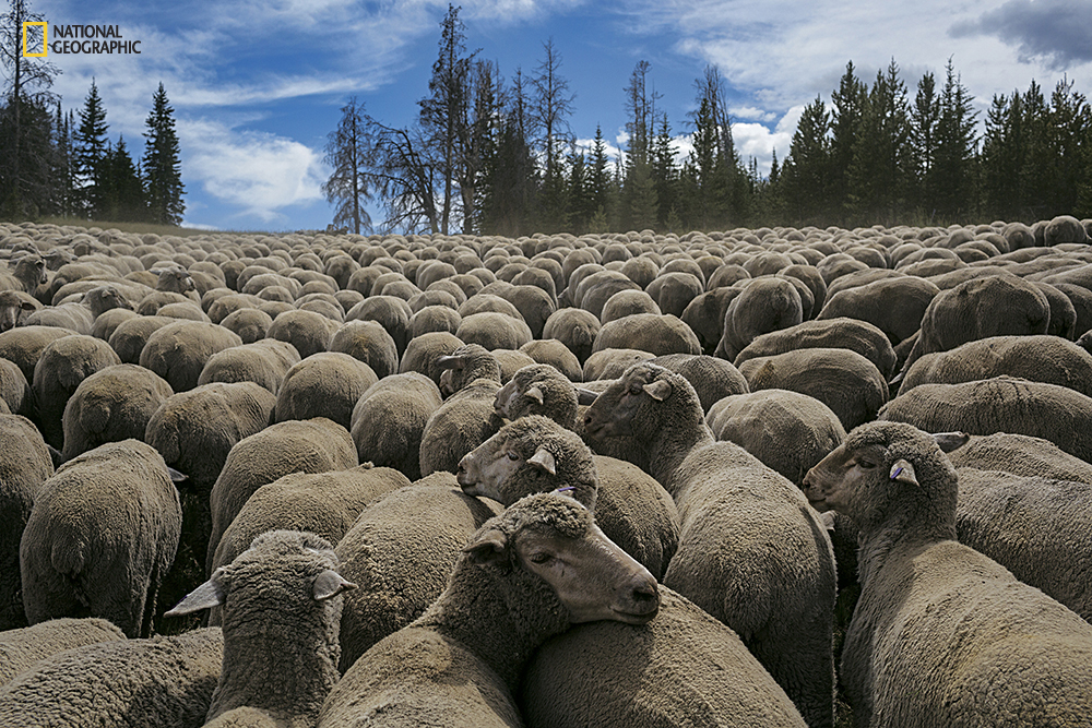 This band of 1,400 sheep spends the summer grazing season in the Gravelly Range of Montana. Theyre tended by three ranchers along with a sheepherder and two Akbash guard dogs. Constant vigilance replaces bullets as a way of deterring predators. (Photo from the May 2016 issue of National Geographic magazine/David Guttenfelder/National Geographic)