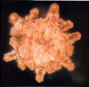 A structured water molecule after being exposed to Tibet Sutra music. From The Message From Water by Masaru Emoto.