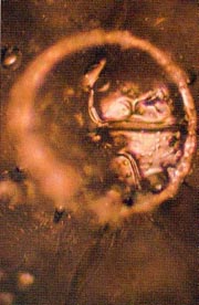 An unstructured water molecule after exposure to negative language with name of negative deceased person Adolf Hitler placed on glass container of water. From The Message From Water by Masaru Emoto.