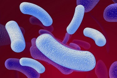 bacteria.reg