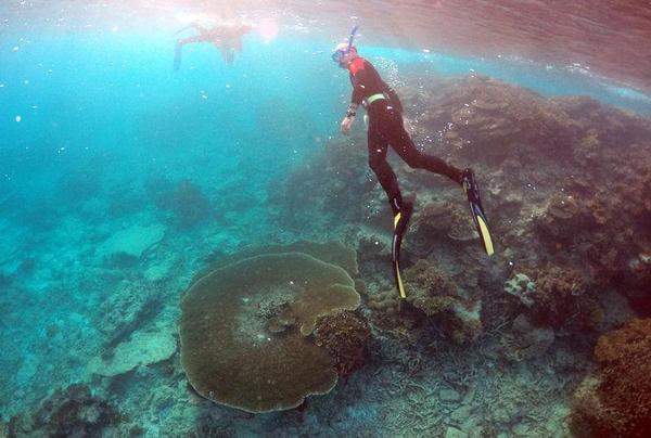 Parts of Great Barrier Reef face permanent destruction due to El Nino: scientistsPhoto: David Gray/Files