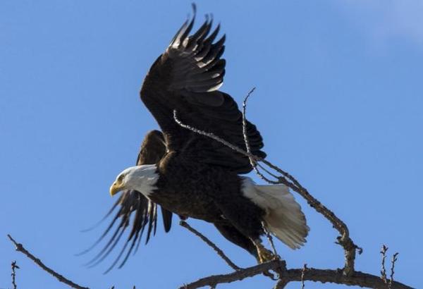 Five bald eagles killed in DelawarePhoto: Mike Segar