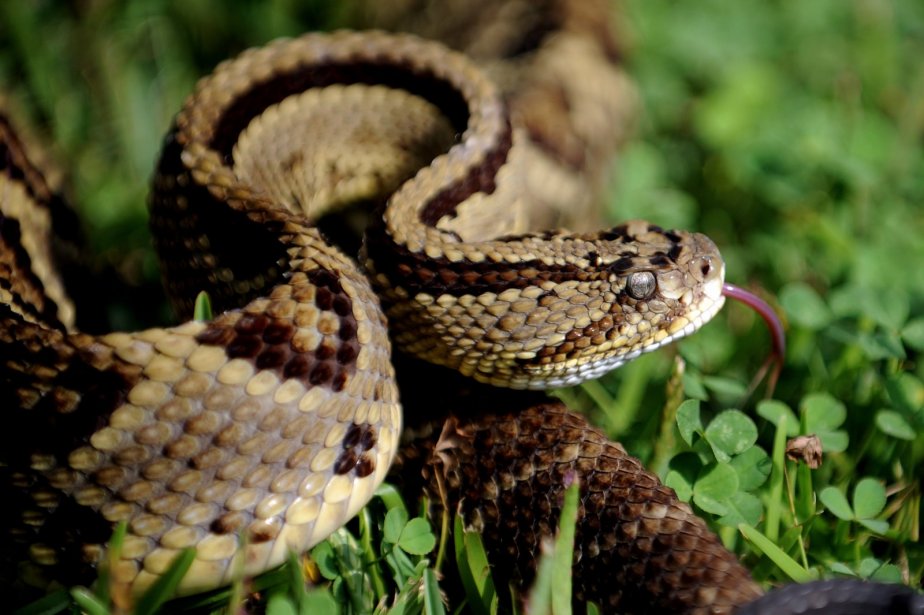 Poisonous snakes like the rattlesnake could expand their territory as the globe warms