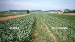 Organic vs GMO 2015-06-19-180339