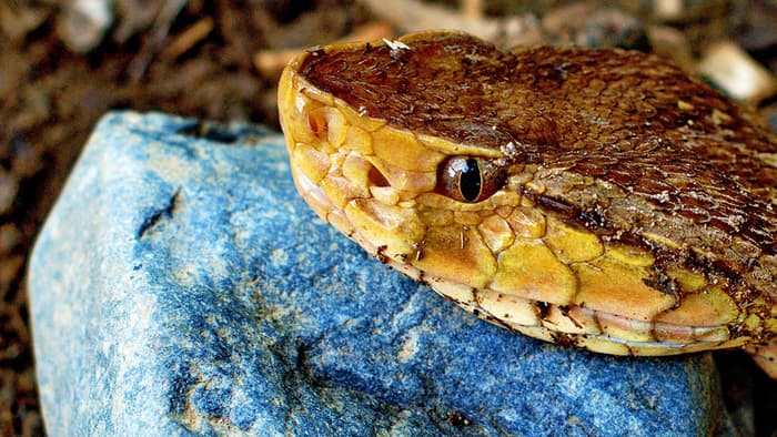 A molecule in the venom of a Bothrops asper pit viper has been found to stimulate ...