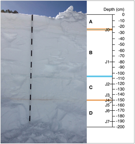 Section of one vertical snow profile sampled at Jungfraujoch. Image:  Meola M, Lazzaro A and Zeyer J 