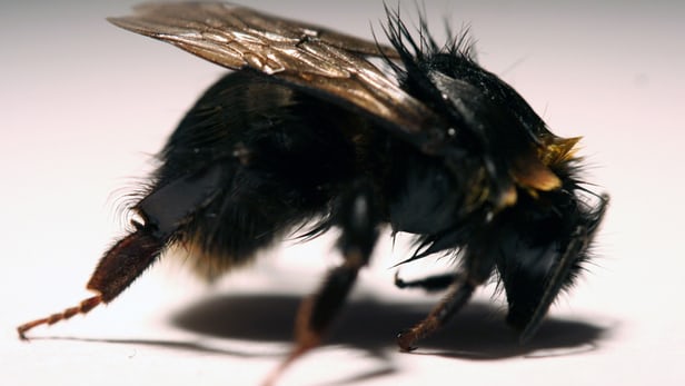 A bee exposed to a neonicotinoid pesticide, with bent front legs, withdrawn antenna, and matted fur...