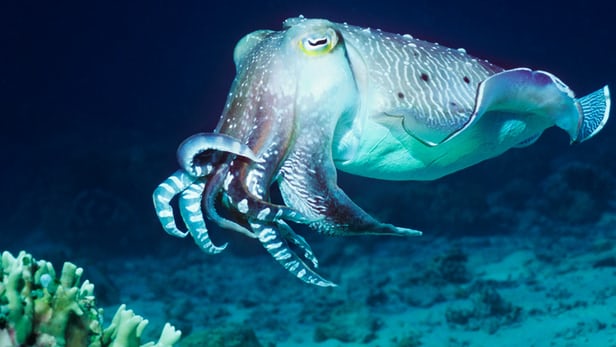 The scientists obtained melanin from cuttlefish, which manipulate the pigment to alter their appearance