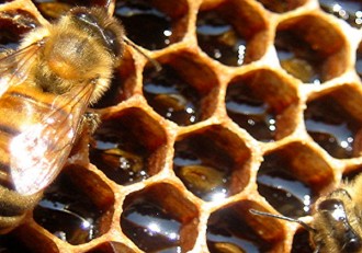 Illinois Illegally Seizes Bees Resistant to Roundup Kills Remaining Queens