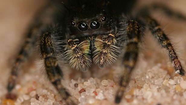 Scientists have discovered that the jumping spider, among other species, can detect sounds over long distances