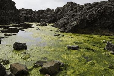 algaebloomregular