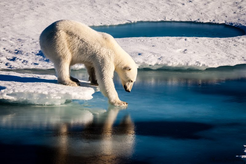A polar bear tests the strength of thin sea ice. Image via Mario Hoppmann/imaggeo.egu.eu 