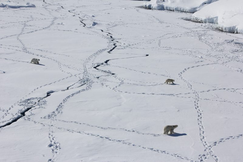 Three adult polar bears travel across sea ice in southeast Greenland. Image via Kristin Laidre/University of Washington