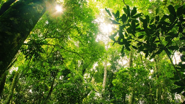 Ecosystems like this Brazilian ranforest are feeling the effects of human development