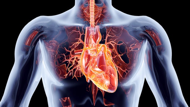 A protein called cardiotrophin 1 (CT1) has been shown to improve heart health in the same ...