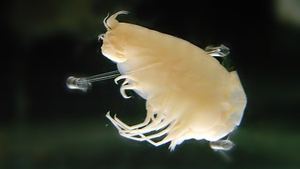 Amphipod of the type examined for pollutant levels by researchers from Newcastle University