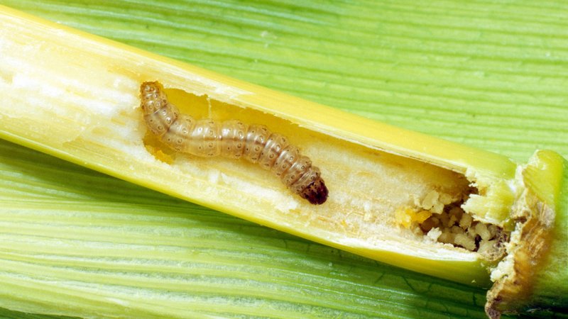 European corn borer larvae can survive the winter frozen inside stalks of corn.